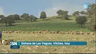 TRASHUMANCIA POR LAS DEHESAS DE VILCHES [upl. by Nonnaehr]