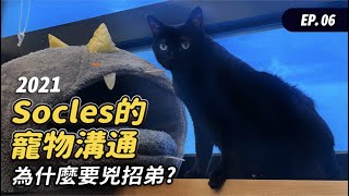 【2021 Socles的寵物溝通！為什麼要兇招弟？】寵物溝通 EP6 志銘與狸貓 [upl. by Ewold]