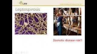 Diseases Leptospirosis [upl. by Downe]