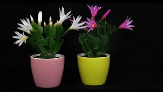 Hatiora graeseri  Osterkaktus Easter Cactus [upl. by Esiom]