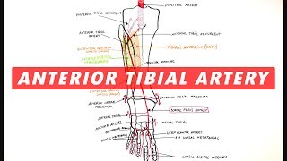 Anterior Tibial amp Dorsalis Pedis arteries branches  Anatomy Tutorial [upl. by Zulch283]