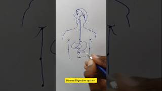 Digestive system diagram Class10 amp12 boards exam boardexamclass10 class12th stateboardbiology [upl. by Lehcem676]