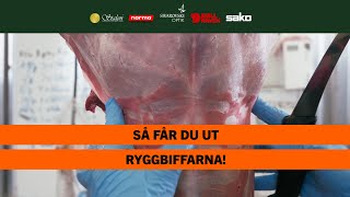 Så tar du ut ryggbiffarna  BRA JAKT [upl. by Aneer]