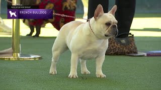 French Bulldogs  Breed Judging 2023 [upl. by Ayam]