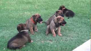 Belgian Malinois Puppies For Sale Expected December 2013 [upl. by Akerley]