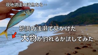 現地調達アジの泳がせ釣りなら、どんなスレた魚も釣れるはず！と思って試してみた結果‥ [upl. by Kuehn129]