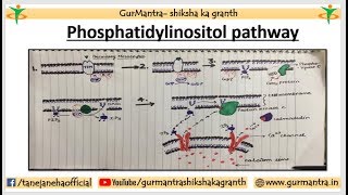 Phosphatidylinositol Signaling Pathway  Cell Signaling Pathway [upl. by Retsevlis]