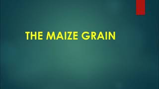 Structure of a maize grain [upl. by Sinnod971]