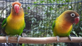 Lovebird Singing amp Chirping Sounds  Green Fischer Pair [upl. by Belanger]