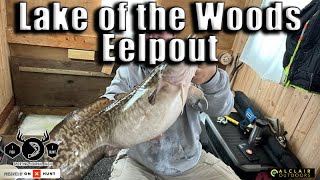 Eelpout Fishing is HOT at Lake of the Woods Latest Fishing Report [upl. by Asiulairam]