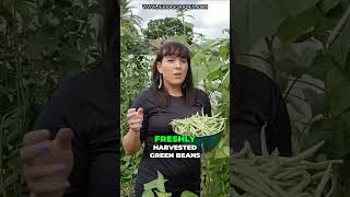 Harvesting and Preserving Green Beans Tips and Tricks for a Bountiful Harvest [upl. by Locke]