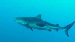 Diving with sharks at Elphinstone [upl. by Juliano121]