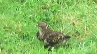 Milhafre dos Açores Buteo buteo rothschildi [upl. by Etnahsa829]