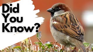 Things you need to know about HOUSE SPARROWS [upl. by Nawram]