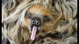 13 Random Facts The 3 Toed Sloth [upl. by Rothenberg]