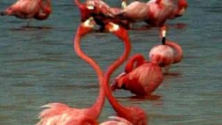 Thousands of Pink Flamingos in Celestun [upl. by Uria]