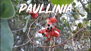 Paullinia meliifolia  Guaraná Sapindaceae [upl. by Nihhi337]