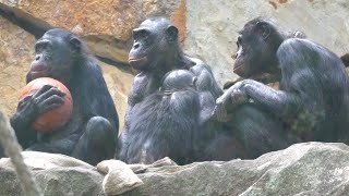 Bonobo Affen Monkey Family [upl. by Enaile]