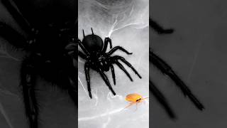 Funnel web spider feeding Macrothele eating banana roaches very fast spiders [upl. by Grunenwald]