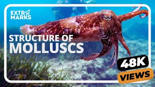 Did You Know  Structure of Molluscs  Biology [upl. by Lliw]