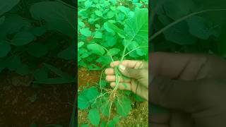 how to plant in seedling trayjungle grafting graft vegetable plant [upl. by Candida]