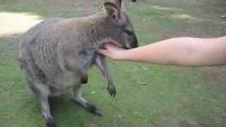 Friendly Wallaby [upl. by Eedeed]