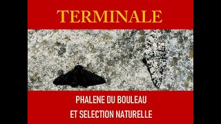 Phalène du bouleau et sélection naturelle [upl. by Derwin]