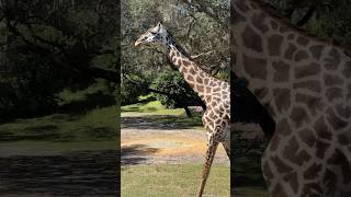 Cute giraffe on the Kilimanjaro Safaris at Disney’s Animal Kingdom 🦒 [upl. by Zetnod362]