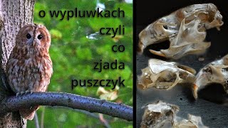 o wypluwkach czyli co zjada puszczyk  Rudy i Szara 3 [upl. by Ellenid]