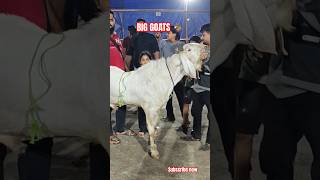 BIG BULL GOAT 🐐 DEONAR BAKRA MANDI deonarbakra deonargoatmarket bigbull heavygoats [upl. by Airdnek766]