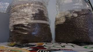 Spawn Bags Time Lapse 10 Sac O2 vs Root Mushroom Farm over 3 days [upl. by Dalenna601]