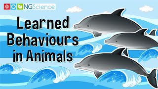 Learned Behaviours in Animals [upl. by Pattison698]