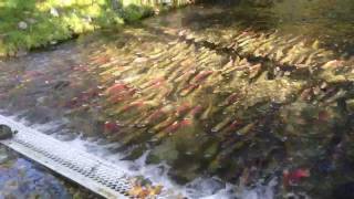 Weaver Creek Spawning Channel — BC Canada [upl. by Ecilayram217]