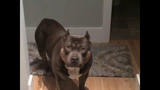 Amazing Funny Talking Dog Bully Pit Bull Compilation [upl. by Stanford275]