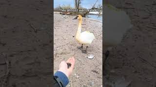 Swan Thanks A Human [upl. by Iret493]