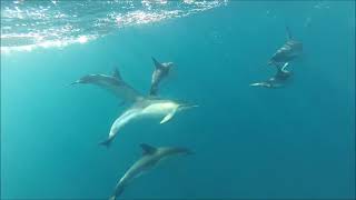 Buceando con delfines comunes oceánicos  golfiño común  Diving with common dolphins in Galicia [upl. by Sheffy]