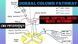 Dorsal Column Pathways  Ascending Pathways  2  CNS  Physiology [upl. by Eerised]