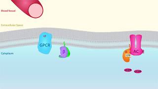 GPCR Scientific Animation [upl. by Reames]