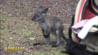 Wallaby Baby Rescued By Keepers [upl. by Dempsey]