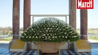 Le chrysanthème une fleur impériale à Versailles [upl. by Eyaf]