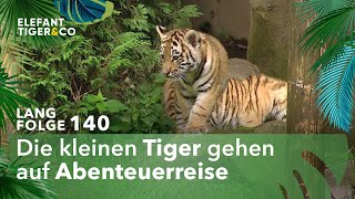 Auf den Pelz gerückt Langfolge 140  Elefant Tiger amp Co  ARD [upl. by Ruff27]