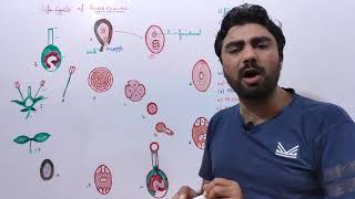 Life Cycle of Angiosperms Flower Microgametophyte Megagametophyte biologywithmuhammadsajid [upl. by Caylor]