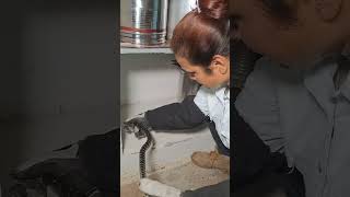 common carte snake most dangerous snake in India viralvideo snake [upl. by Trout]