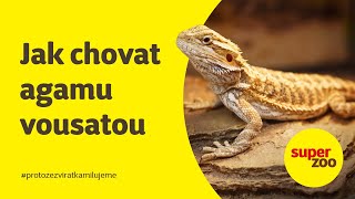 Jak chovat agamu vousatou  Super zoo [upl. by Iretak125]