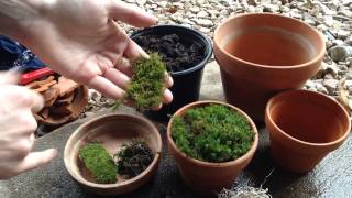 Growing Moss in Containers 🎍 [upl. by Andonis150]