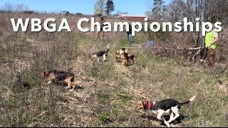 Beagle Field Trial2023 Western Beagle Gun Dog Association Championships [upl. by Arremat]