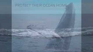 Humpback Whales off Grand Manan Island Bay of Fundy New Brunswick September 25 2015 [upl. by Cedric]