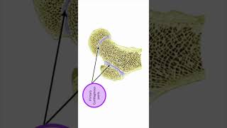 Joint between epiphysis and diaphysis [upl. by Leboff]