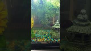 Nerite Snails Turbo and Dr Zoom [upl. by Adel]