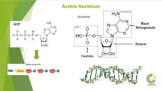 LA CÉLULA UNIDAD FUNCIONAL Y ESTRUCTURAL DE LOS SERES VIVOS [upl. by Inahpets369]